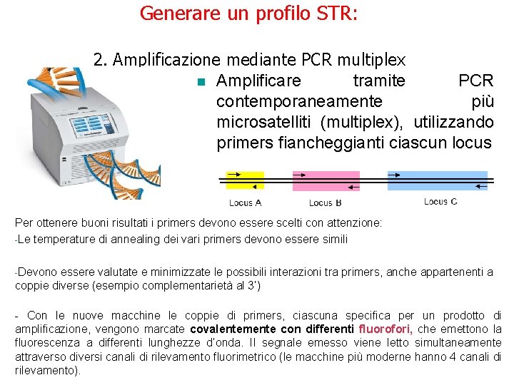 Generare un profilo STR: 2. Amplificazione mediante PCR multiplex n Amplificare tramite PCR contemporaneamente Generare un profilo STR: 2. Amplificazione mediante PCR multiplex n Amplificare tramite PCR contemporaneamente