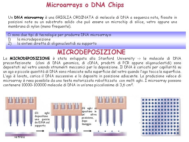 Microarrays o DNA Chips Un DNA microarray è una GRIGLIA ORDINATA di molecole di Microarrays o DNA Chips Un DNA microarray è una GRIGLIA ORDINATA di molecole di