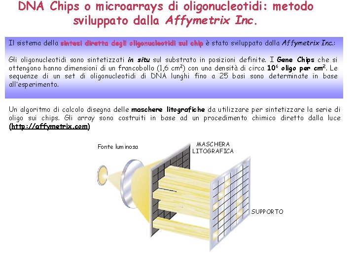 DNA Chips o microarrays di oligonucleotidi: metodo sviluppato dalla Affymetrix Inc. Il sistema della DNA Chips o microarrays di oligonucleotidi: metodo sviluppato dalla Affymetrix Inc. Il sistema della