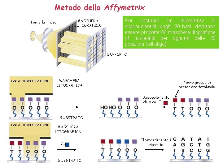 Metodo della Affymetrix MASCHERA LITOGRAFICA Fonte luminosa Per costruire un microarray di oligonucleotidi lunghi Metodo della Affymetrix MASCHERA LITOGRAFICA Fonte luminosa Per costruire un microarray di oligonucleotidi lunghi