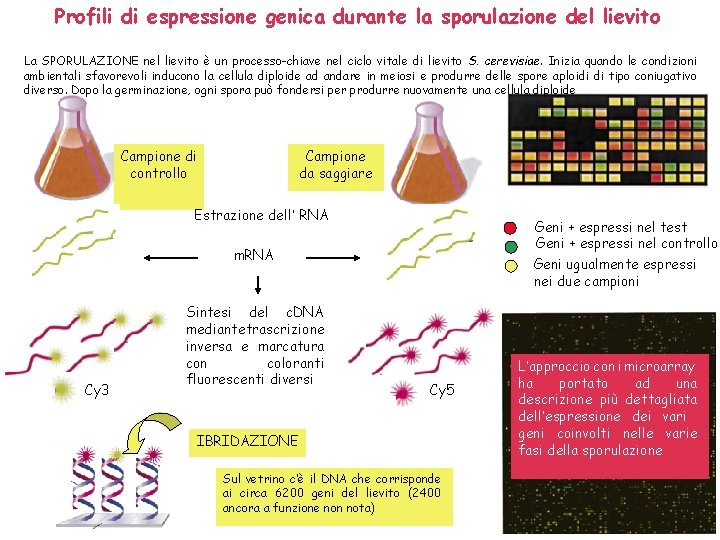 Profili di espressione genica durante la sporulazione del lievito La SPORULAZIONE nel lievito è Profili di espressione genica durante la sporulazione del lievito La SPORULAZIONE nel lievito è
