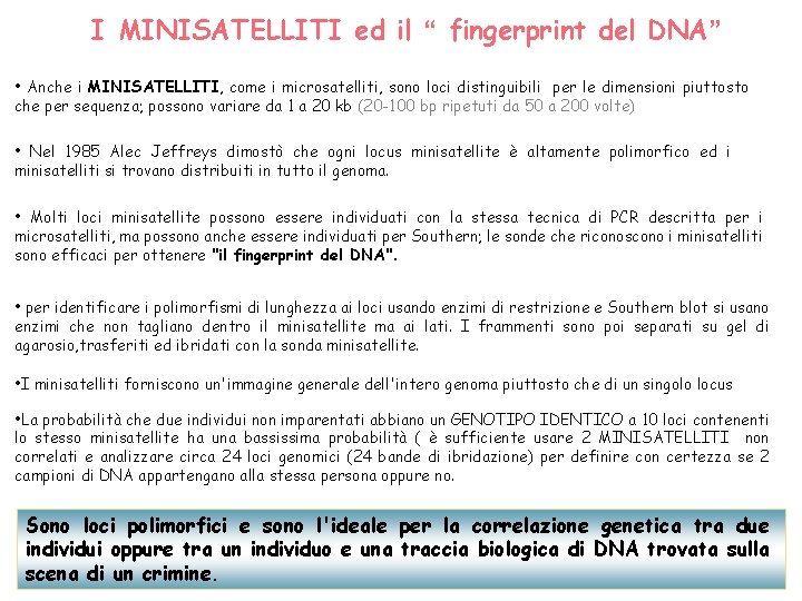 I MINISATELLITI ed il “ fingerprint del DNA” • Anche i MINISATELLITI, come i I MINISATELLITI ed il “ fingerprint del DNA” • Anche i MINISATELLITI, come i