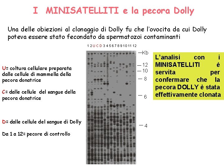 I MINISATELLITI e la pecora Dolly Una delle obiezioni al clonaggio di Dolly fu I MINISATELLITI e la pecora Dolly Una delle obiezioni al clonaggio di Dolly fu