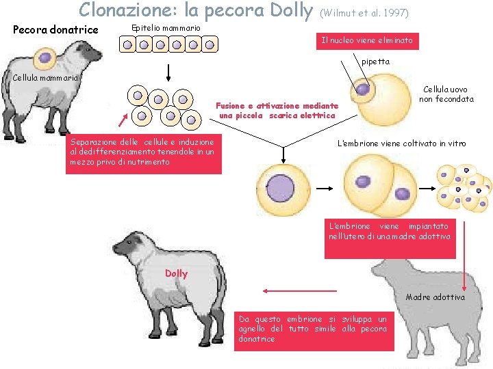 Clonazione: la pecora Dolly Pecora donatrice (Wilmut et al. 1997) Epitelio mammario Il nucleo Clonazione: la pecora Dolly Pecora donatrice (Wilmut et al. 1997) Epitelio mammario Il nucleo