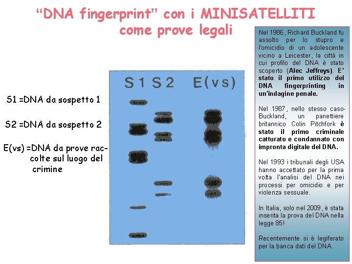 “DNA fingerprint” con i MINISATELLITI come prove legali Nel 1986, Richard Buckland fu S “DNA fingerprint” con i MINISATELLITI come prove legali Nel 1986, Richard Buckland fu S