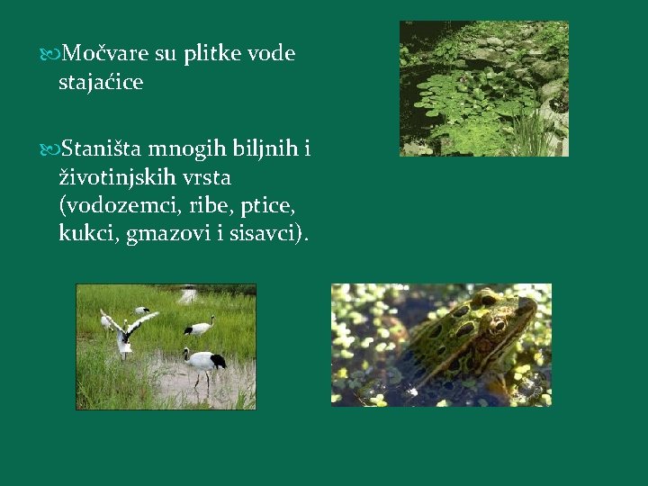  Močvare su plitke vode stajaćice Staništa mnogih biljnih i životinjskih vrsta (vodozemci, ribe,