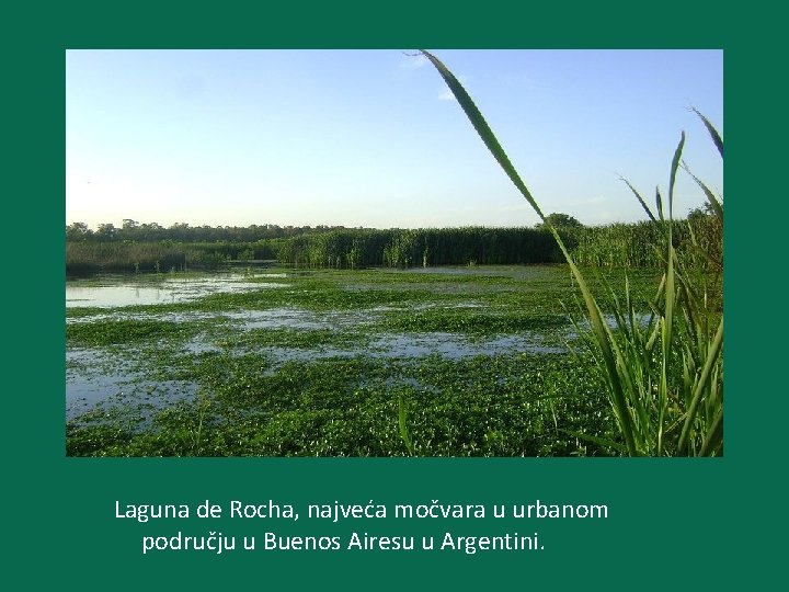 Laguna de Rocha, najveća močvara u urbanom području u Buenos Airesu u Argentini. 