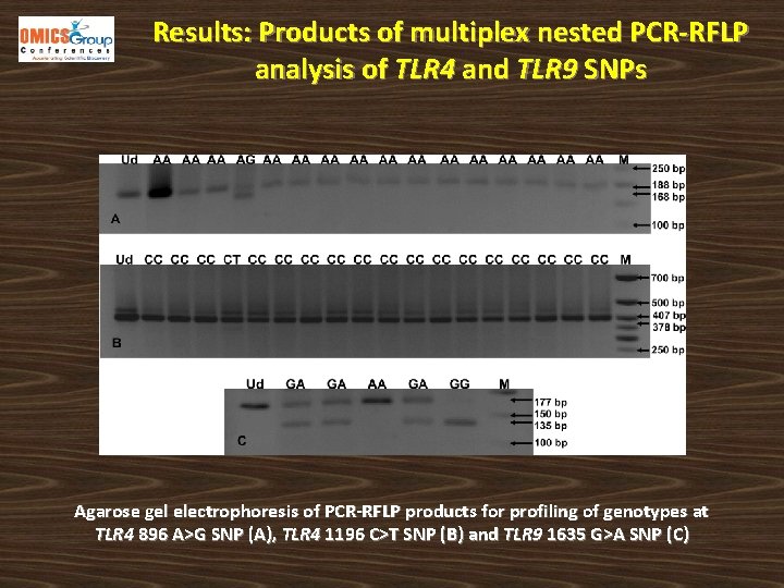 Results: Products of multiplex nested PCR-RFLP analysis of TLR 4 and TLR 9 SNPs