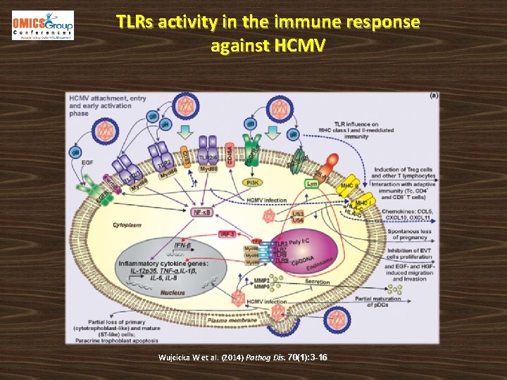 TLRs activity in the immune response against HCMV Wujcicka W et al. (2014) Pathog
