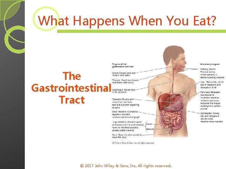 What Happens When You Eat? The Gastrointestinal Tract © 2017 John Wiley & Sons,