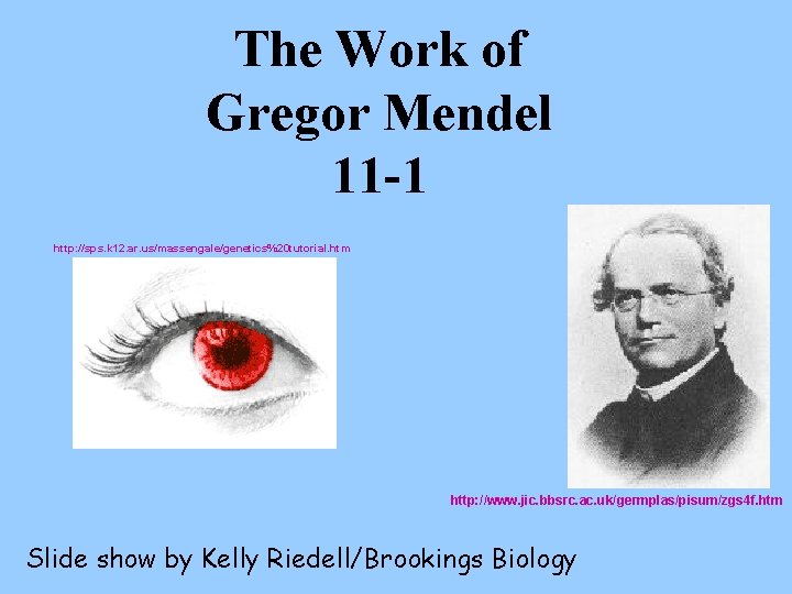 The Work of Gregor Mendel 11 -1 http: //sps. k 12. ar. us/massengale/genetics%20 tutorial.