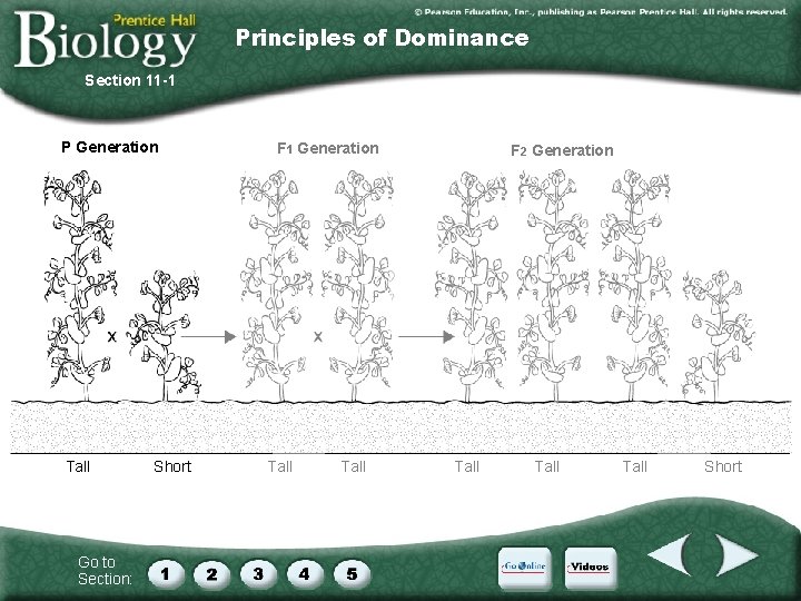 Principles of Dominance Section 11 -1 P Generation Tall Go to Section: Short F