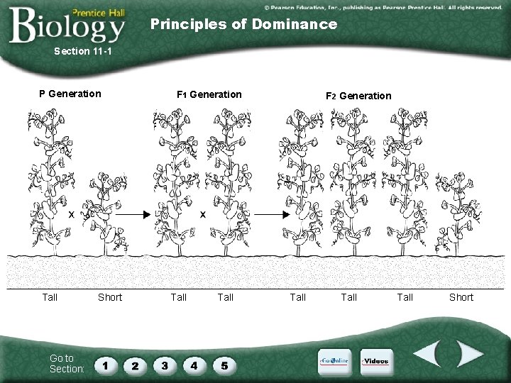 Principles of Dominance Section 11 -1 P Generation Tall Go to Section: Short F