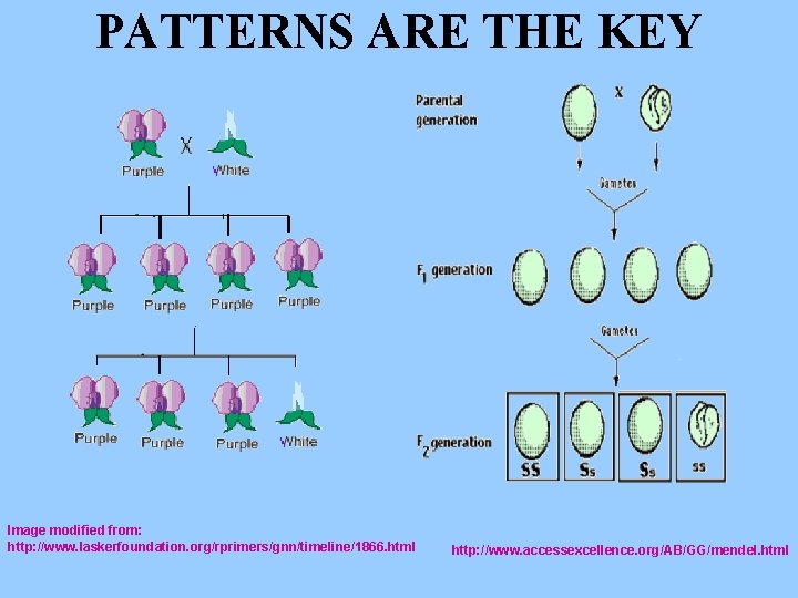 PATTERNS ARE THE KEY Image modified from: http: //www. laskerfoundation. org/rprimers/gnn/timeline/1866. html http: //www.