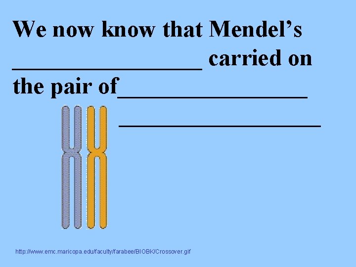 We now know that Mendel’s ________ carried on the pair of_________ http: //www. emc.