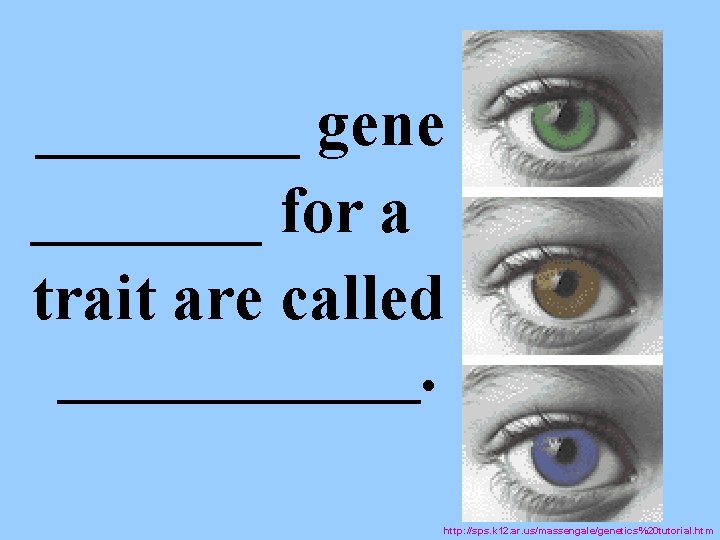 ____ gene _______ for a trait are called ______. http: //sps. k 12. ar.