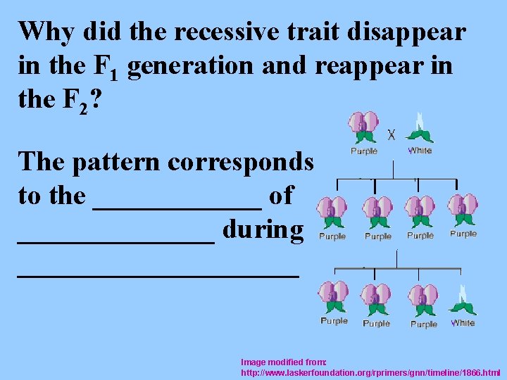 Why did the recessive trait disappear in the F 1 generation and reappear in