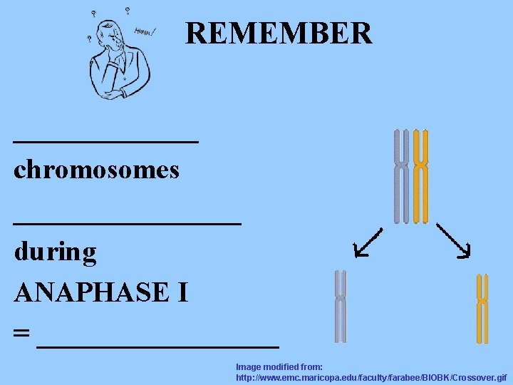 REMEMBER _______ chromosomes ________ during ANAPHASE I = _________ Image modified from: http: //www.