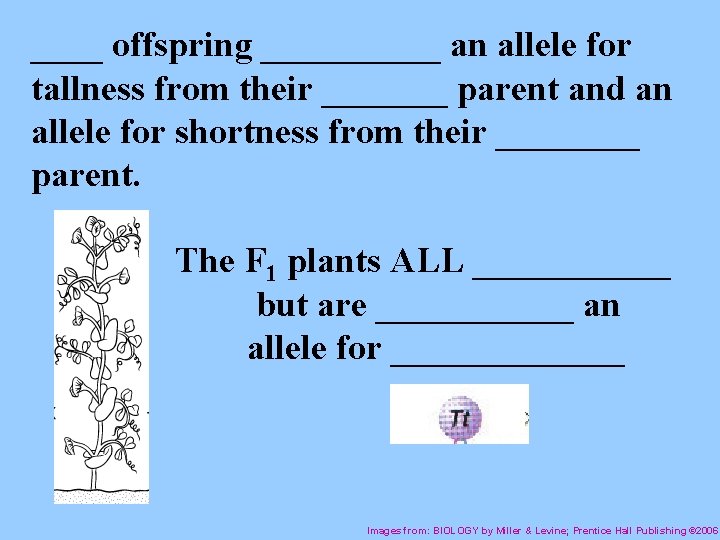 ____ offspring _____ an allele for tallness from their _______ parent and an allele