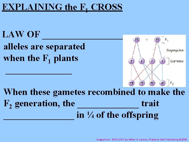 EXPLAINING the F 1 CROSS LAW OF __________ alleles are separated when the F