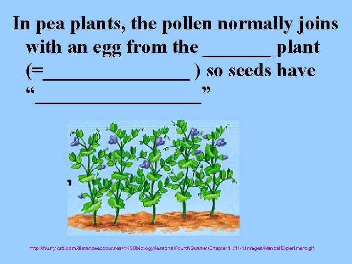 In pea plants, the pollen normally joins with an egg from the _______ plant