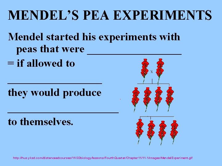 MENDEL’S PEA EXPERIMENTS Mendel started his experiments with peas that were _________ = if
