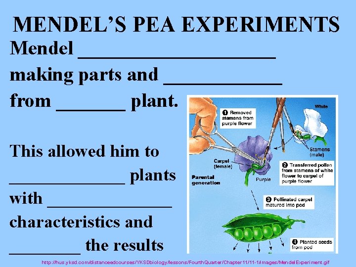 MENDEL’S PEA EXPERIMENTS Mendel __________ making parts and ______ from _______ plant. This allowed