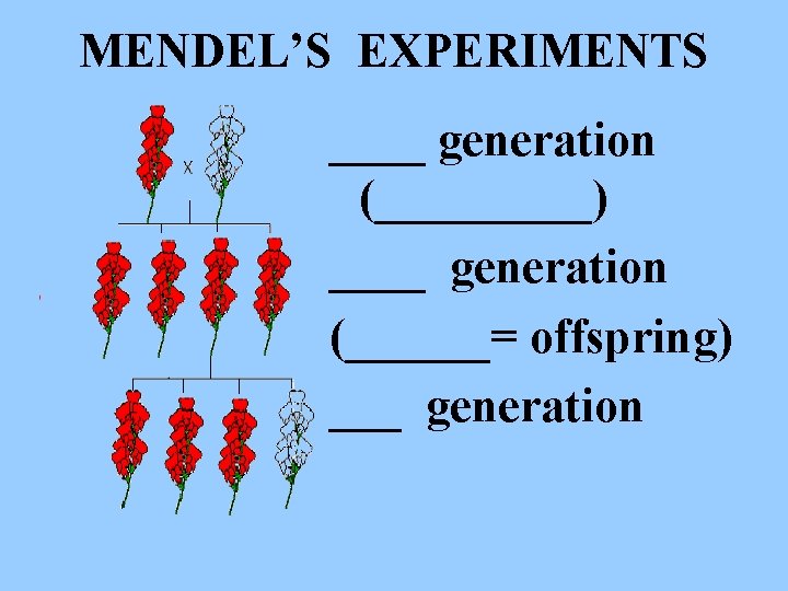 MENDEL’S EXPERIMENTS ____ generation (_____) ____ generation (______= offspring) ___ generation 