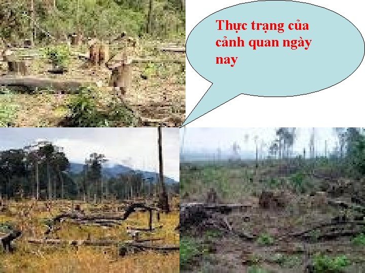 Thực trạng của cảnh quan ngày nay 