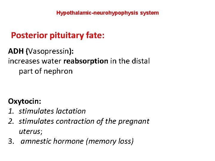Hypothalamic-neurohypophysis system Posterior pituitary fate: ADH (Vasopressin): increases water reabsorption in the distal part Hypothalamic-neurohypophysis system Posterior pituitary fate: ADH (Vasopressin): increases water reabsorption in the distal part
