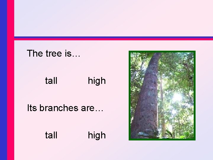 The tree is… tall high Its branches are… tall high 
