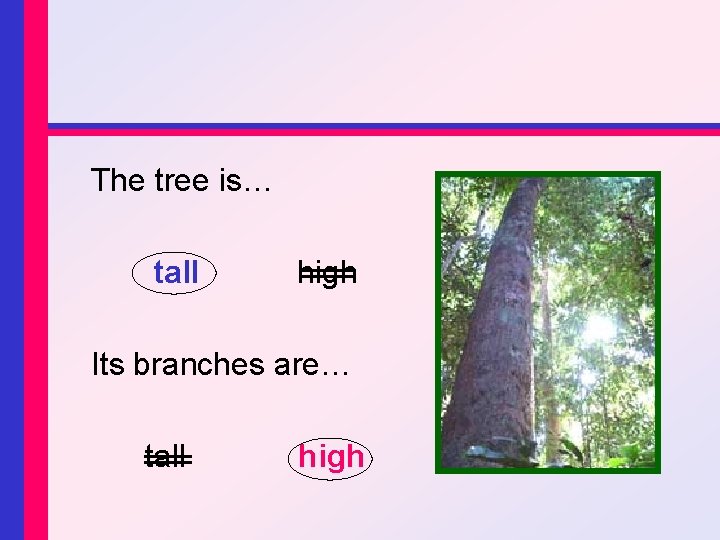 The tree is… tall high Its branches are… tall high 