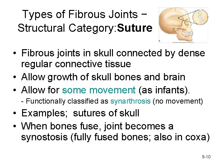 Types of Fibrous Joints − Structural Category: Suture • Fibrous joints in skull connected