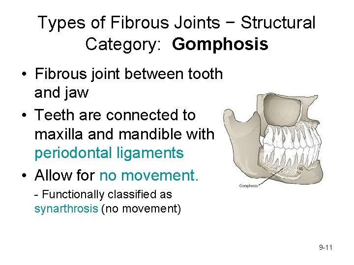 Types of Fibrous Joints − Structural Category: Gomphosis • Fibrous joint between tooth and