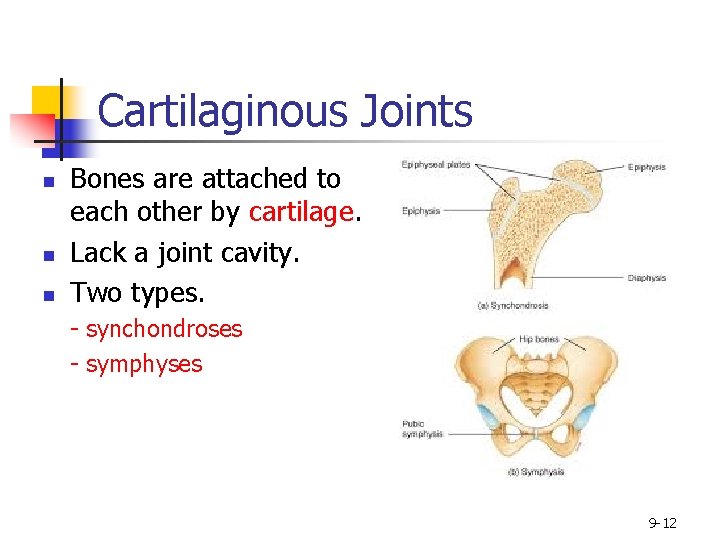 Cartilaginous Joints n n n Bones are attached to each other by cartilage. Lack