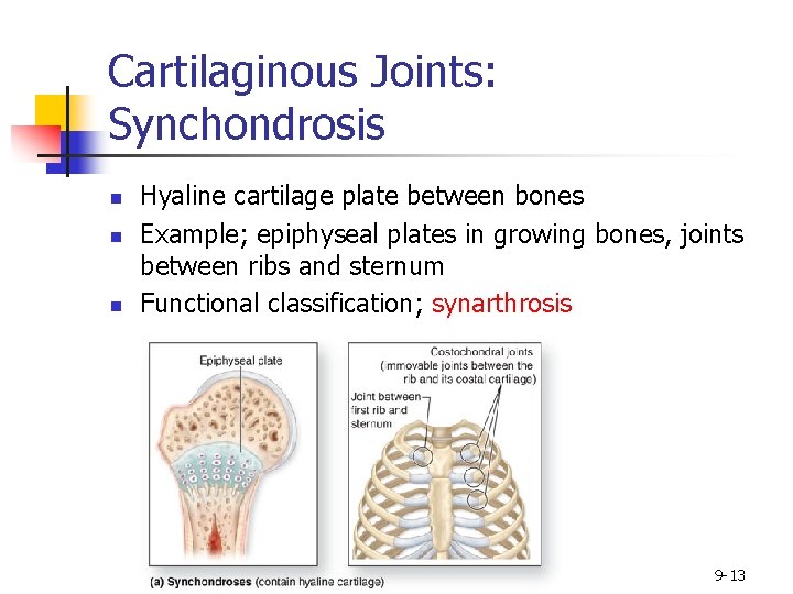 Cartilaginous Joints: Synchondrosis n n n Hyaline cartilage plate between bones Example; epiphyseal plates