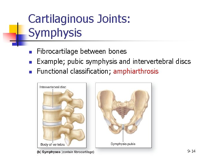 Cartilaginous Joints: Symphysis n n n Fibrocartilage between bones Example; pubic symphysis and intervertebral