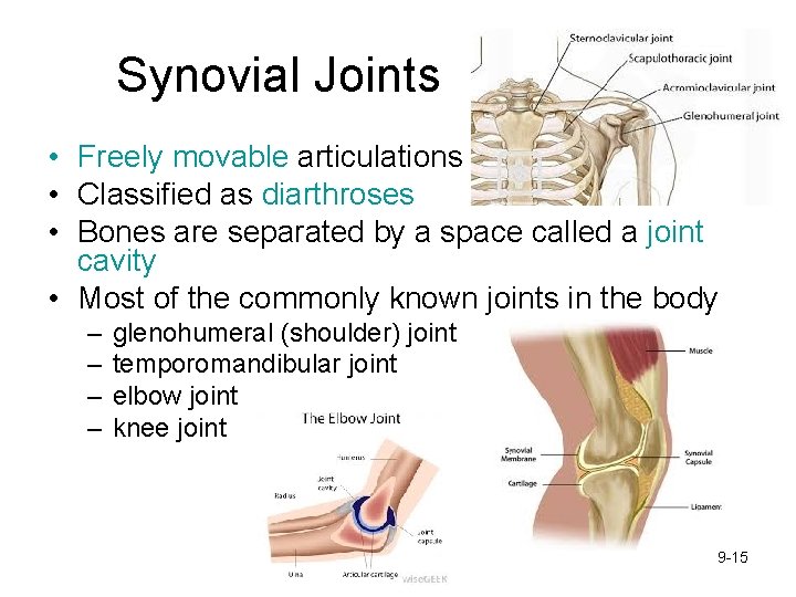 Synovial Joints • Freely movable articulations • Classified as diarthroses • Bones are separated