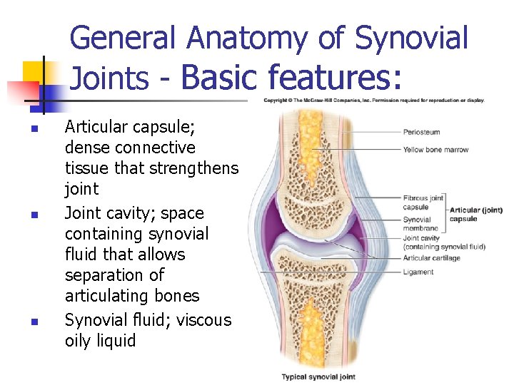 General Anatomy of Synovial Joints - Basic features: n n n Articular capsule; dense