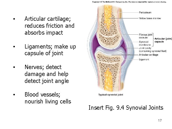  • Articular cartilage; reduces friction and absorbs impact • Ligaments; make up capsule