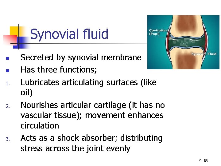 Synovial fluid n n 1. 2. 3. Secreted by synovial membrane Has three functions;