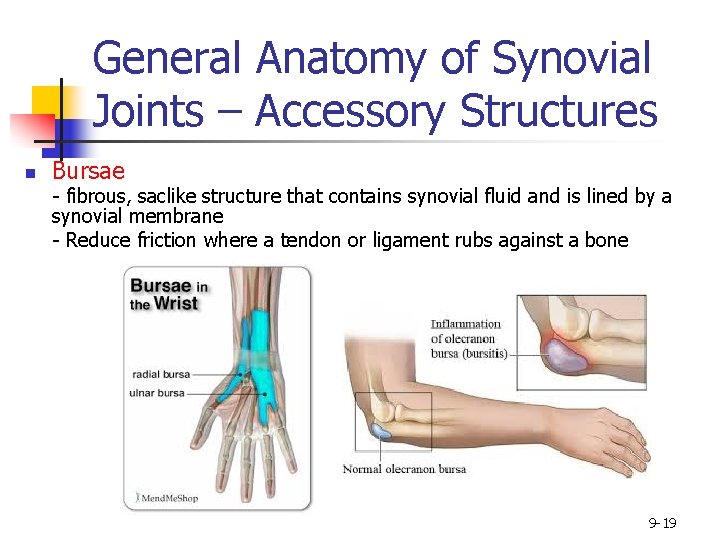 General Anatomy of Synovial Joints – Accessory Structures n Bursae - fibrous, saclike structure