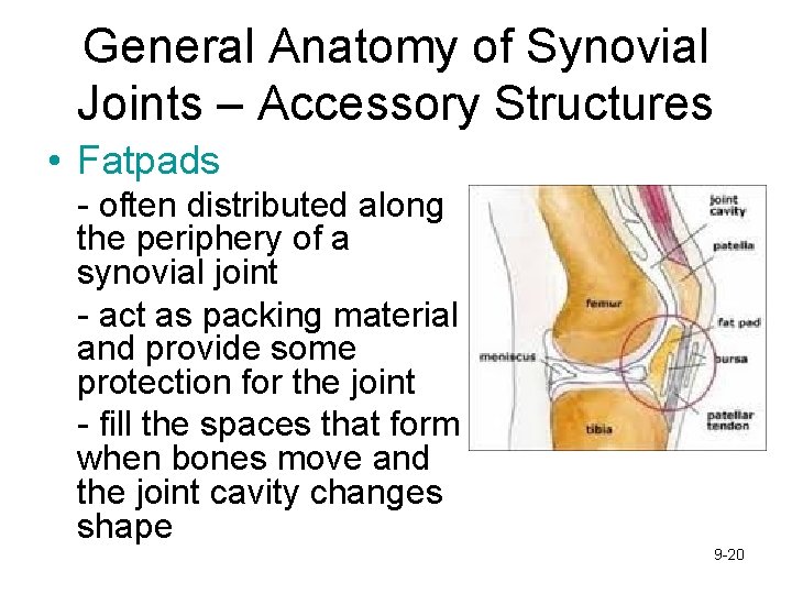 General Anatomy of Synovial Joints – Accessory Structures • Fatpads - often distributed along