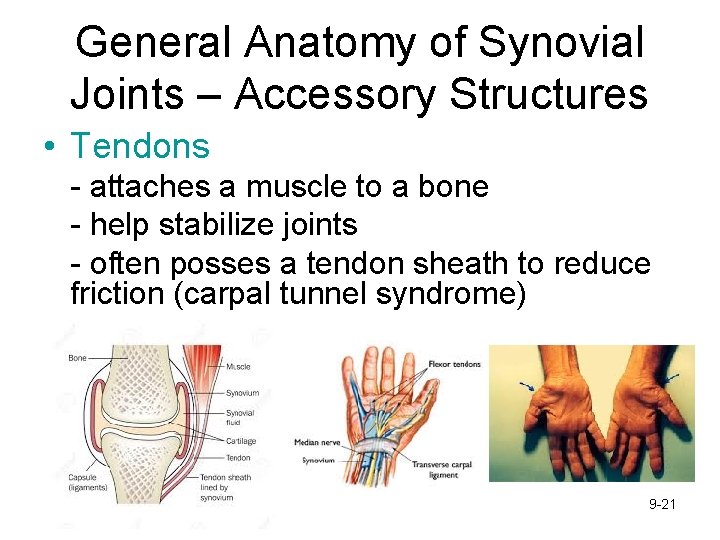 General Anatomy of Synovial Joints – Accessory Structures • Tendons - attaches a muscle