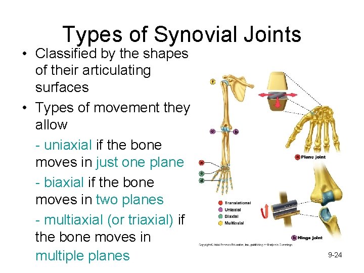 Types of Synovial Joints • Classified by the shapes of their articulating surfaces •