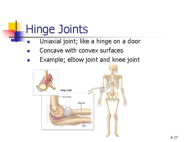 Hinge Joints n n n Uniaxial joint; like a hinge on a door Concave