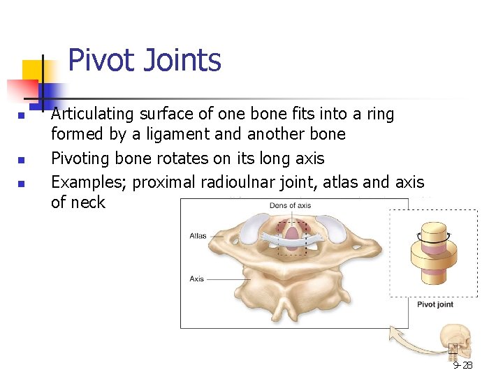 Pivot Joints n n n Articulating surface of one bone fits into a ring
