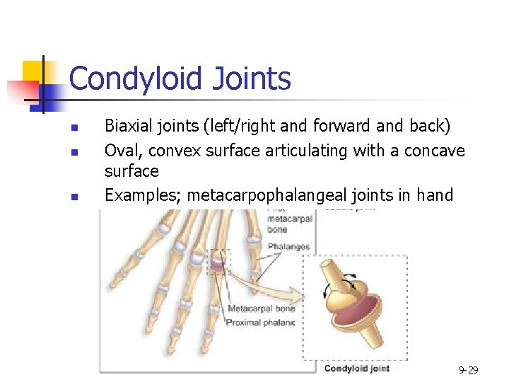 Condyloid Joints n n n Biaxial joints (left/right and forward and back) Oval, convex