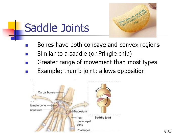 Saddle Joints n n Bones have both concave and convex regions Similar to a