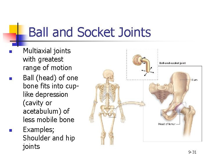 Ball and Socket Joints n n n Multiaxial joints with greatest range of motion